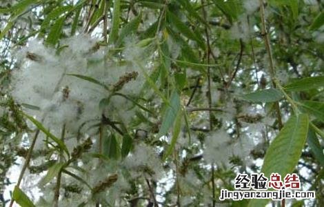 柳絮过敏怎么办 柳絮过敏怎么办脸上长痘孩子