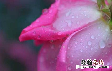 玫瑰花茶的功效与作用及禁忌 荷叶玫瑰花茶的功效与作用及禁忌