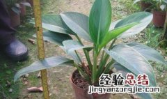 家庭常见观叶植物有哪些 家庭常见观叶植物