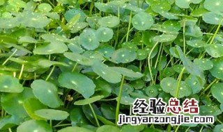 金钱草叶子变黄的原因 水养金钱草叶子变黄的原因