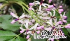 丁香花在北方能种吗 丁香花在北方能种吗有毒吗