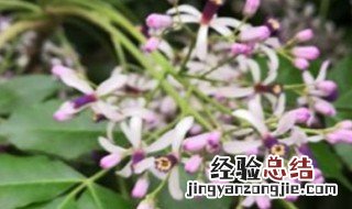 丁香花在北方能种吗 丁香花在北方能种吗有毒吗