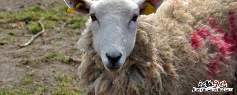 怎样杀羊 怎样杀羊脱毛