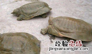 甲鱼最好的炖甜汤方法 甲鱼如何炖甜汤