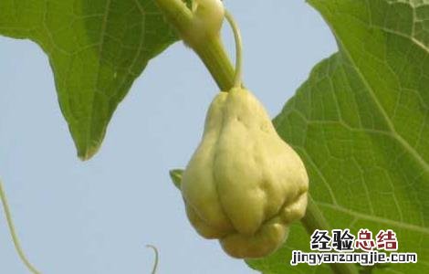 佛手瓜的功效与作用 佛手瓜的功效与作用及适用人群
