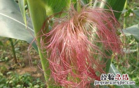 玉米须的功效与作用能治高血压吗 玉米须的功效与作用