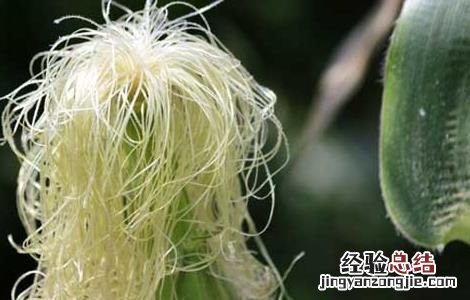 玉米须的功效与作用能治高血压吗 玉米须的功效与作用