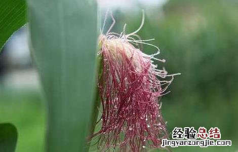 玉米须的功效与作用能治高血压吗 玉米须的功效与作用