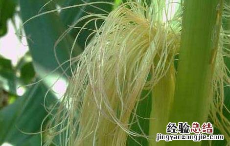 玉米须的功效与作用能治高血压吗 玉米须的功效与作用