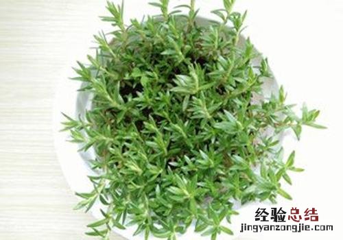 垂盆草的营养价值