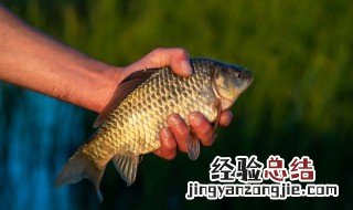 野生海鲜鱼跟养殖区别 如何区分野生鱼和养殖鱼