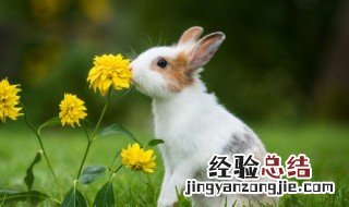 描写小兔子的句子 描写小兔子的句子100字