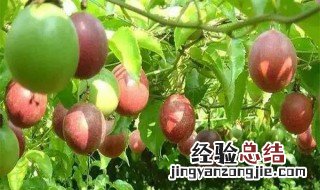 百香果成熟的季节是什么时候 百香果成熟的季节是什么时候开花