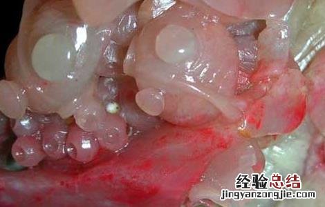 鸡血石有哪些成分不能吃 鸡血石有哪些成分