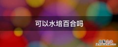 水培百合水放多少 可以水培百合吗