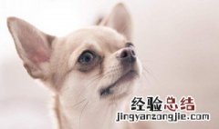 吉娃娃千万别养 吉娃娃好养吗