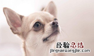 吉娃娃千万别养 吉娃娃好养吗