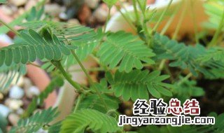 含羞草能不能晒太阳吗 含羞草能不能晒太阳