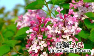 丁香花可以在室内养吗 丁香花可以在室内养吗风水好吗