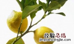 柠檬好养吗 香水柠檬好养吗