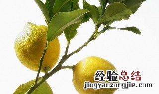 柠檬好养吗 香水柠檬好养吗