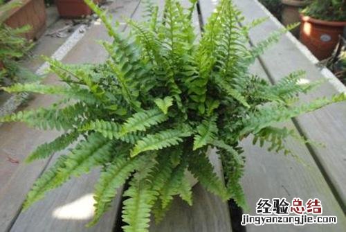 骨碎补的营养价值