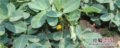 花生施什么肥料最好呢 花生施什么肥料最好