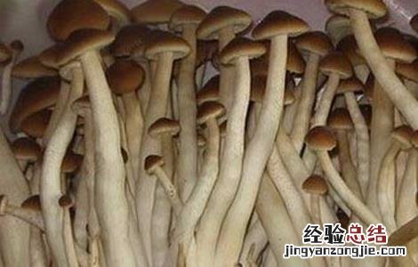 茶树菇的营养价值 茶树菇的营养价值是什么