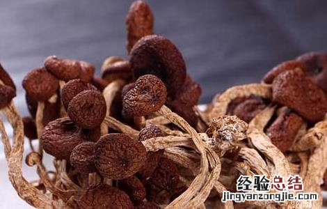 茶树菇的营养价值 茶树菇的营养价值是什么