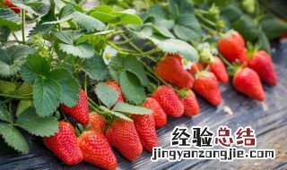 大棚草莓几月份移栽苗 大棚草莓几月种植