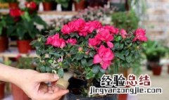 杜鹃开花后如何养护视频 杜鹃开花后如何养护