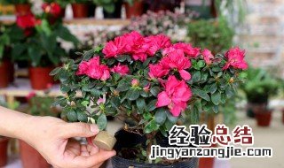 杜鹃开花后如何养护视频 杜鹃开花后如何养护