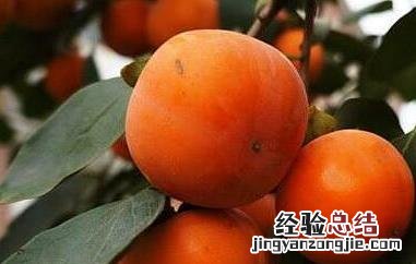 吃柿子不能吃什么 吃柿子不能吃什么东西会中毒