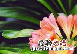 君子兰怎么养殖方法与技巧 君子兰的养殖方法与注意事顶