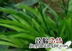 吊兰的功效与作用及食用方法 吊兰的功效与作用