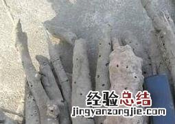 紫霄花的功效与作用图片 紫霄花的功效与作用