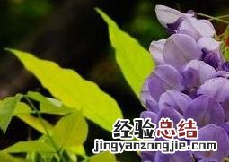 紫藤花的作用与功效及禁忌 紫藤花的作用与功效
