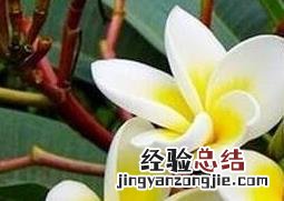 鸡旦花的功效与作用及禁忌 鸡旦花的功效与作用