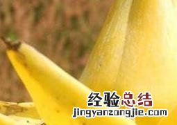 金芭蕉花的功效与作用 金芭蕉花的功效与作用图片