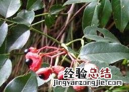 鸡胫花煮水喝的功效和作用 鸡胫花的功效与作用