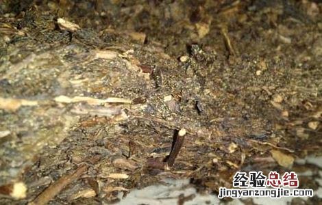 黑茶的冲泡方法 黑茶的冲泡方法和水温