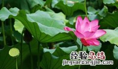 三年级下册荷花一课的主要内容 三年级下册荷花一课的主要内容看这里