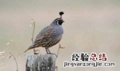 防止鹌鹑互啄 怎么防止鹌鹑打架