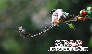 伯劳鸟都吃什么食物 伯劳鸟吃什么食物