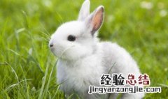 兔子为什么生仔后吃掉小兔子呢 兔子为什么生仔后吃掉小兔子