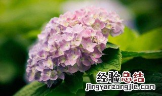 天竺葵和绣球花的区别 天竺葵和绣球花的区别和功效