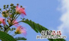 合欢的养殖方法 合欢花养殖方法