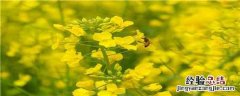 油菜怎样留苗 油菜苗长出后要间苗保留什么