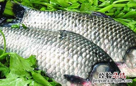 鲫鱼的营养价值 鲫鱼的营养价值及功效与作用禁忌