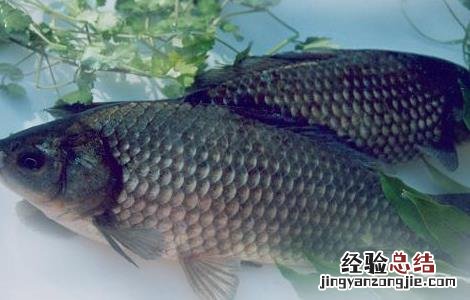 鲫鱼的营养价值 鲫鱼的营养价值及功效与作用禁忌